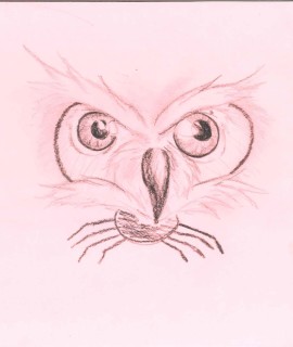 Owl and Spider