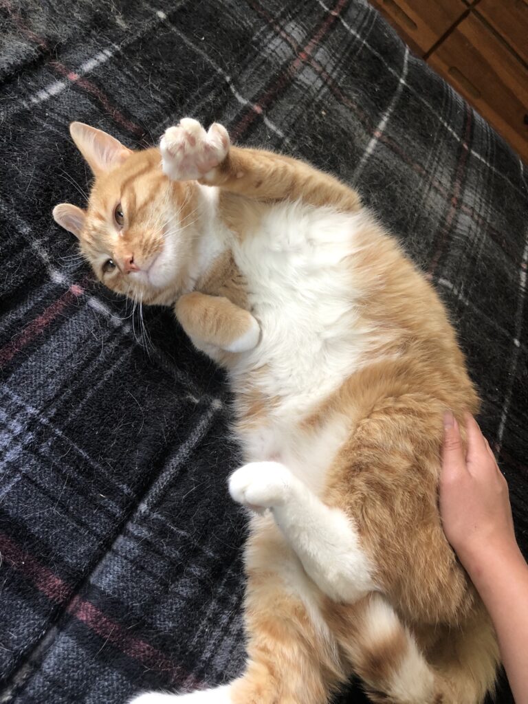 Ginger Cat Appreciation Day - Turning Point CT